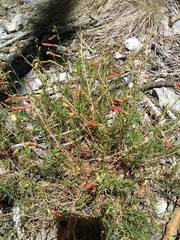 Penstemon pinifolius