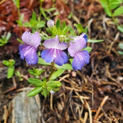 Collinsia grandiflora