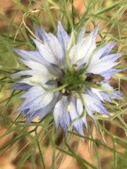 Nigella damascena