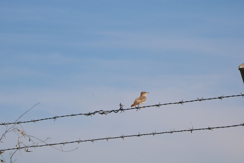 Rufous-tailed Scrub-Robin