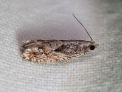 Gretchena delicatana