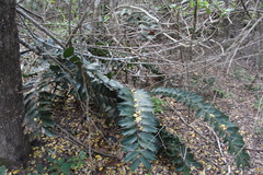 Encephalartos ferox