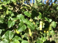 Salpichroa tristis
