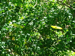 Hippocrepis emerus emerus