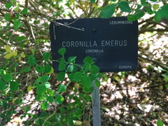 Hippocrepis emerus emerus