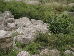 Oenanthe oenanthe