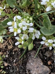 Cochlearia danica