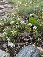 Cochlearia danica