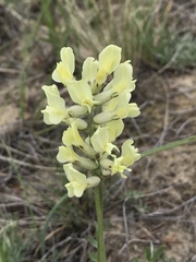 Oxytropis campestris