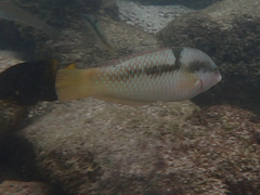 Halichoeres nicholsi