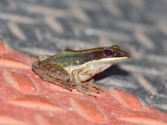 Indosylvirana