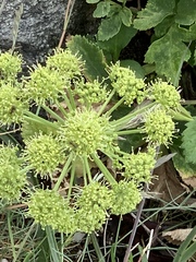 Angelica archangelica