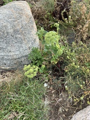 Angelica archangelica