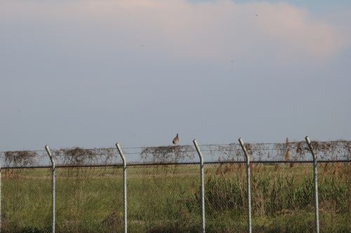 Black Francolin