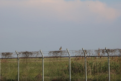 Francolinus francolinus