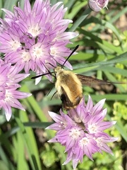 Hemaris diffinis