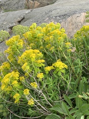 Euphorbia palustris