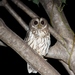 Mottled Owl - Photo (c) dominic sherony, some rights reserved (CC BY-SA)