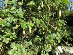 Salpichroa tristis