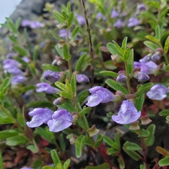 Scutellaria antirrhinoides