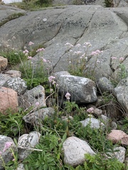 Valeriana officinalis sambucifolia