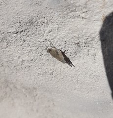 Paratettix cucullatus