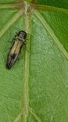 Agrilus derasofasciatus