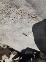 Paratettix cucullatus