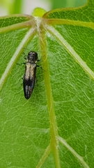 Agrilus derasofasciatus