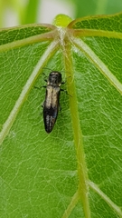 Agrilus derasofasciatus