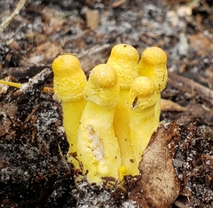 Leucocoprinus birnbaumii image