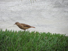 Furnarius rufus