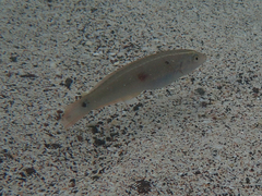 Halichoeres dispilus