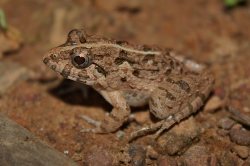 Paddy Field Frog, photo 4 of 8