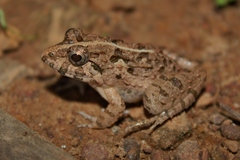 Boie's Wart Frog photo 3