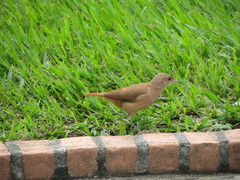 Furnarius rufus