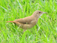 Furnarius rufus