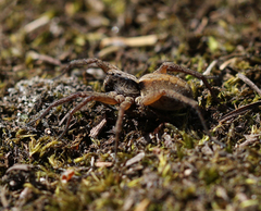 Alopecosa pulverulenta