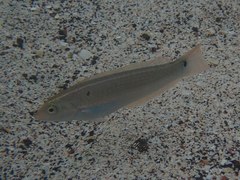 Halichoeres dispilus