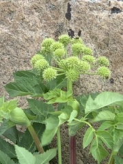 Angelica archangelica