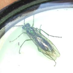 Tenthredo olivacea