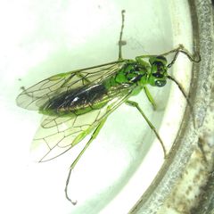 Tenthredo olivacea