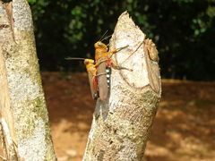 Coscineuta pulchripes