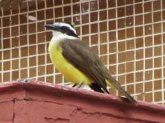 Pitangus sulphuratus