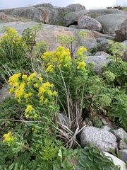 Euphorbia palustris