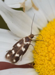 Scythris scopolella