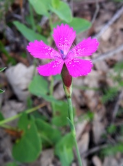 Dianthus deltoides