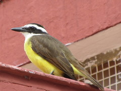 Pitangus sulphuratus