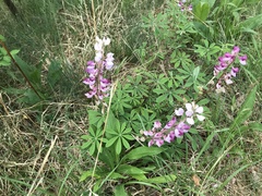Lupinus perennis