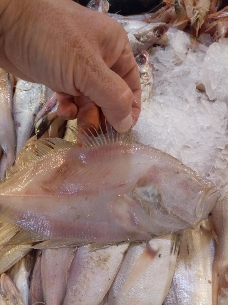 Flounder (Lepidorhombus boscii) — Scophthalmidae